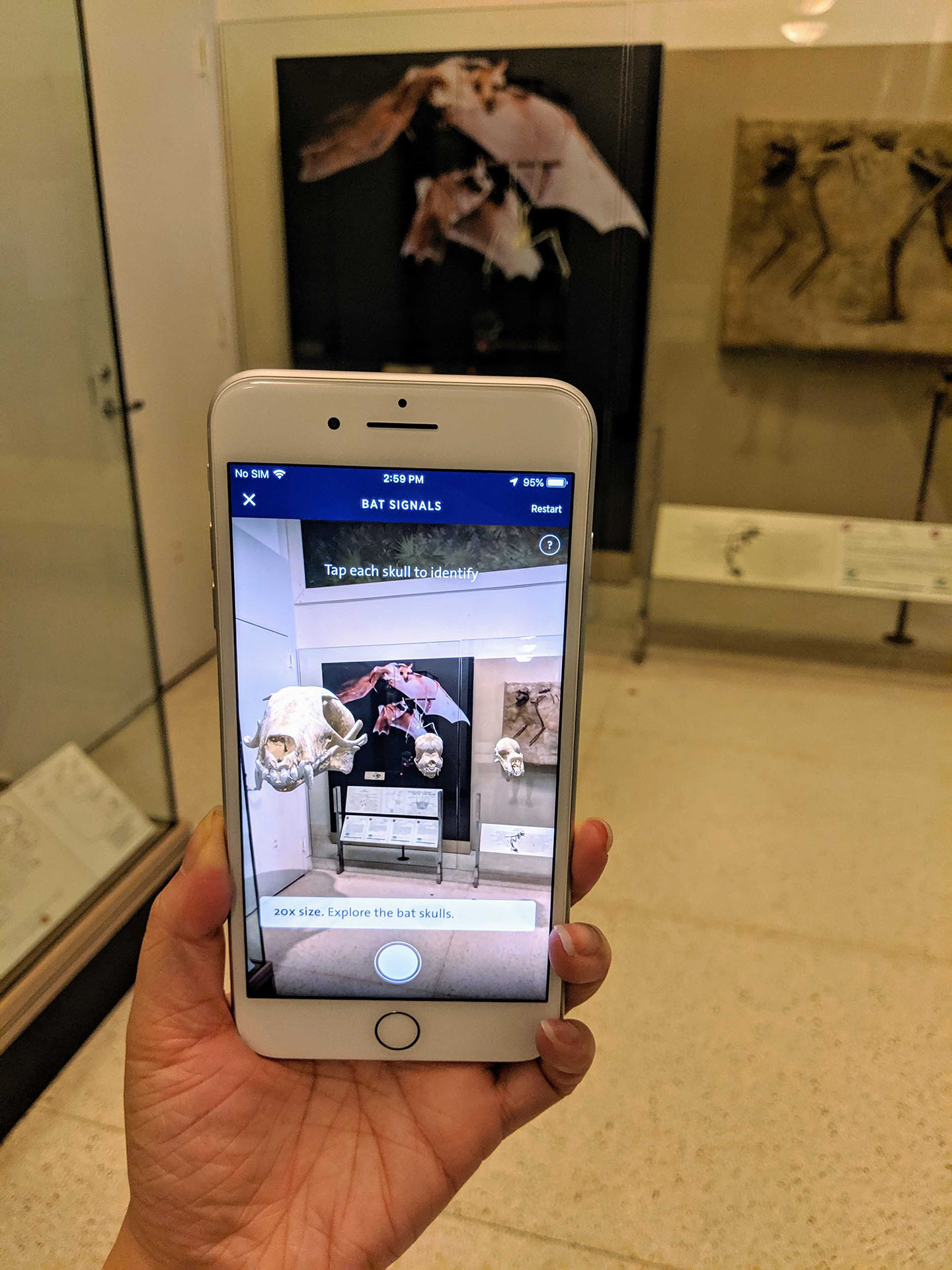 A screenshot of a hand holding a smartphone that is displaying a three small bat skulls overlaid in the Museum's physical exhibits