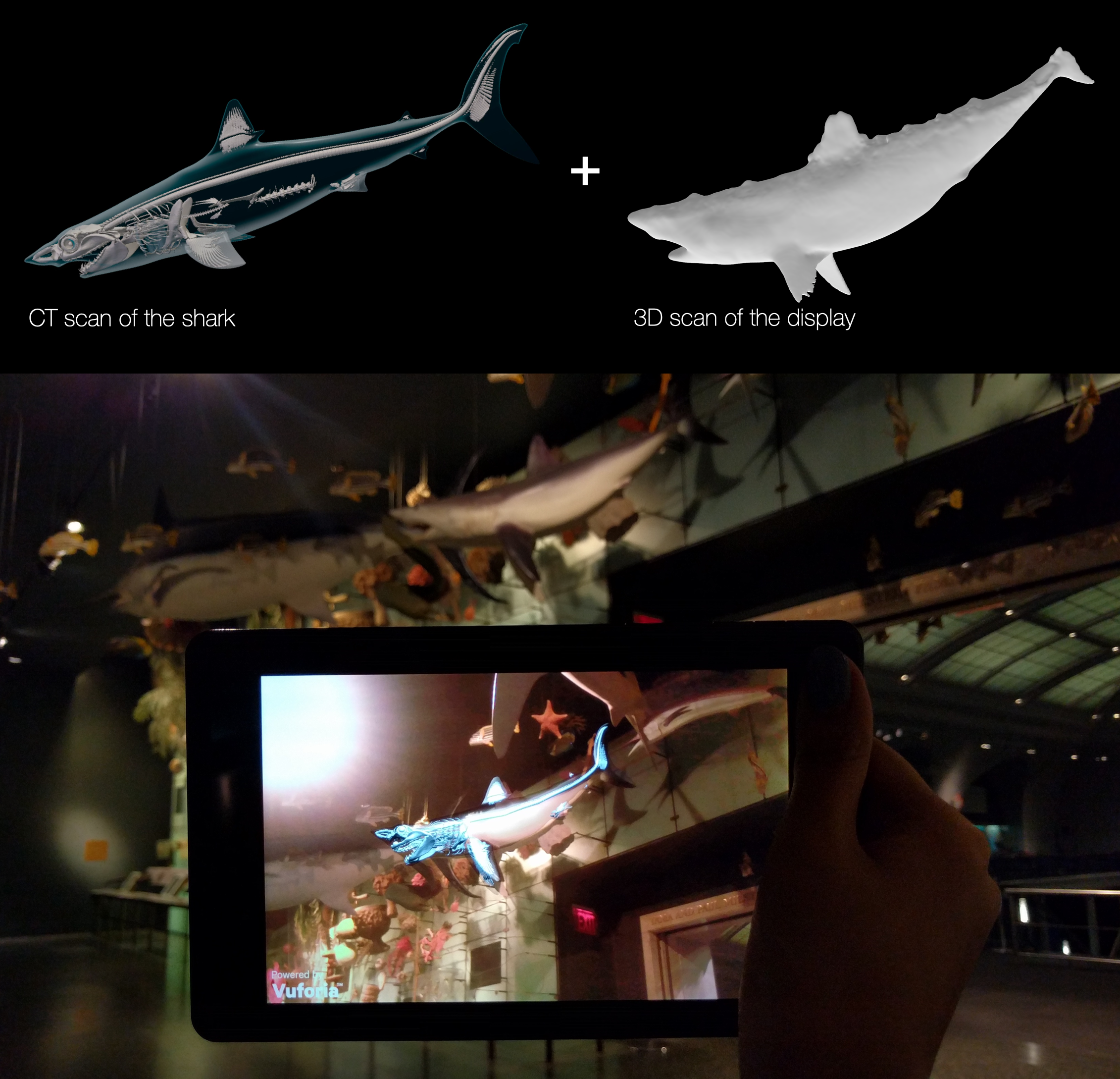 A composed image that illustrates how to combine CT scan of the shark and 3D scan of the display for AR Shark