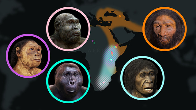 Seven Million Years of Human Evolution screenshot